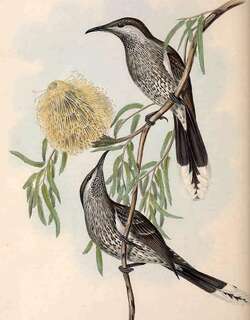小垂蜜鸟 / Western Wattlebird / Anthochaera lunulata