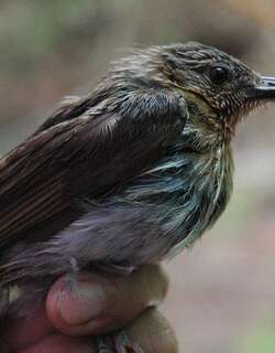 白腹啄花鸟 / Buzzing Flowerpecker / Dicaeum hypoleucum