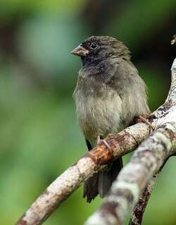 黑脸草雀 / Black-faced Grassquit / Melanospiza bicolor