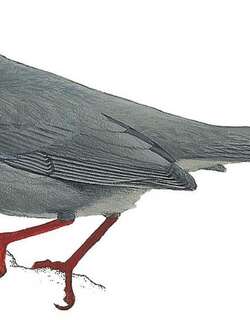 大开曼鸫 / Grand Cayman Thrush / Turdus ravidus