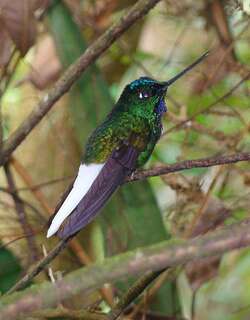 白尾星额蜂鸟 / White-tailed Starfrontlet / Coeligena phalerata