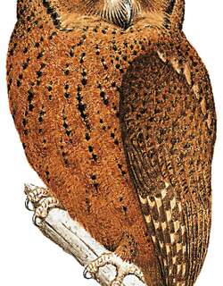 明岛领角鸮 / Mentawai Scops Owl / Otus mentawi