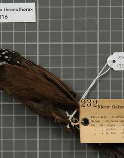 乌黑扇尾鹟 / Sooty Thicket Fantail / Rhipidura threnothorax