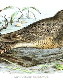 星斑夜鹰 / Star-spotted Nightjar / Caprimulgus stellatus