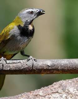 黄喉舞雀 / Buff-throated Saltator / Saltator maximus