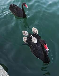 黑天鹅 / Black Swan / Cygnus atratus