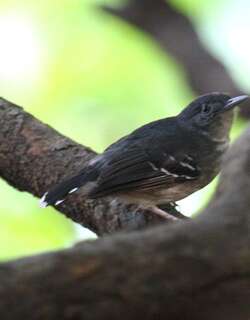 马托蚁鸟 / Mato Grosso Antbird / Cercomacra melanaria