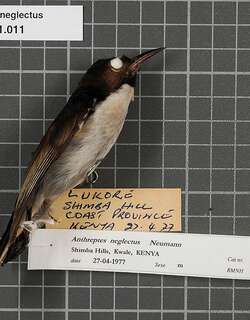 紫背食蜜鸟 / Uluguru Violet-backed Sunbird / Anthreptes neglectus