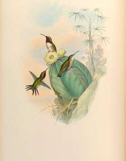 华丽蜂鸟 / Beautiful Sheartail / Calothorax pulcher