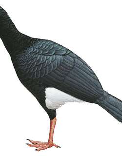 白腹盔嘴雉 / Salvin’s Curassow / Mitu salvini