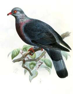 长趾鸽 / Trocaz Pigeon / Columba trocaz