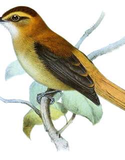 蓝灰拾叶雀 / Slaty-winged Foliage-gleaner / Philydor fuscipenne