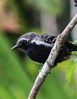 白羽缘蚁鹩 / Southern White-fringed Antwren / Formicivora grisea