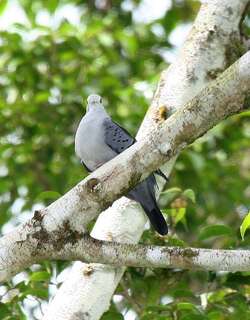 蓝地鸠 / Blue Ground Dove / Claravis pretiosa