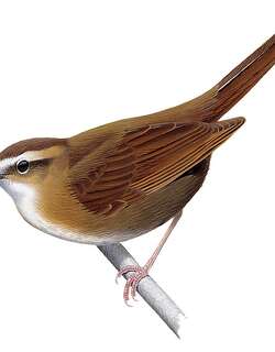 长腿草莺 / Long-legged Thicketbird / Cincloramphus rufus