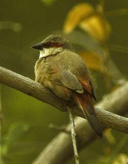 赤腰梅花雀 / Crimson-rumped Waxbill / Estrilda rhodopyga