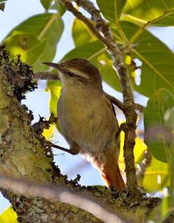 纹顶针尾雀 / Stripe-crowned Spinetail / Cranioleuca pyrrhophia