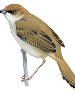 黑眉扇尾莺 / Black-lored Cisticola / Cisticola nigriloris