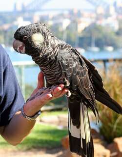 短嘴黑凤头鹦鹉 / Carnaby’s Black Cockatoo / Zanda latirostris