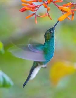 白腹棕尾蜂鸟 / White-vented Plumeleteer / Chalybura buffonii