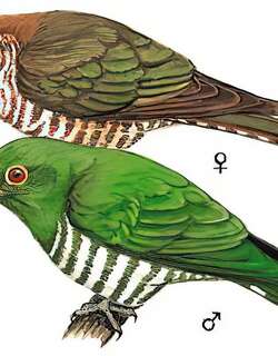 翠金鹃 / Asian Emerald Cuckoo / Chrysococcyx maculatus