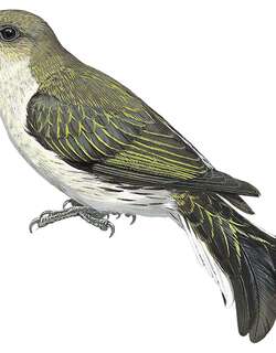 琴尾响蜜䴕 / Lyre-tailed Honeyguide / Melichneutes robustus