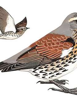田鸫 / Fieldfare / Turdus pilaris