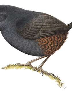 棕肛窜鸟 / Rufous-vented Tapaculo / Scytalopus femoralis