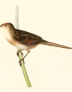栗顶针尾雀 / Bay-capped Wren-Spinetail / Spartonoica maluroides