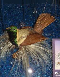 线翎极乐鸟 / Emperor Bird-of-paradise / Paradisaea guilielmi