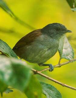 非洲雅鹛 / African Hill Babbler / Sylvia abyssinica
