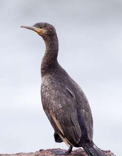 南非鸬鹚 / Cape Cormorant / Phalacrocorax capensis