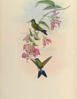 蓝顶毛腿蜂鸟 / Blue-capped Puffleg / Eriocnemis glaucopoides