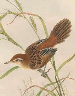 佛来大尾莺 / Fly River Grassbird / Poodytes albolimbatus