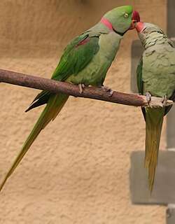 亚历山大鹦鹉 / Alexandrine Parakeet / Psittacula eupatria