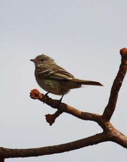 纯色冠拟霸鹟 / Plain-crested Elaenia / Elaenia cristata