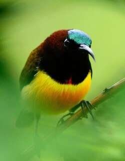 栗颈太阳鸟 / Maroon-naped Sunbird / Aethopyga guimarasensis