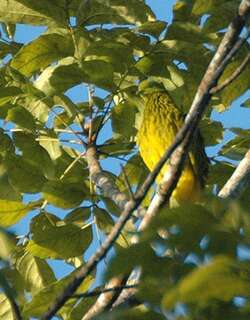 金果鸠 / Golden Fruit Dove / Ptilinopus luteovirens