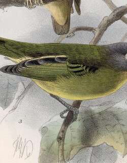 灰头娇鹟 / Grey-headed Piprites / Piprites griseiceps