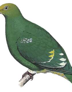 银肩果鸠 / Tanna Fruit Dove / Ptilinopus tannensis