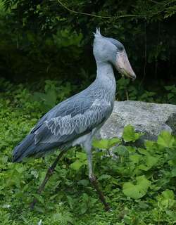 鲸头鹳 / Shoebill / Balaeniceps rex