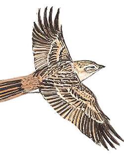 细嘴短趾百灵 / Hume’s Short-toed Lark / Calandrella acutirostris