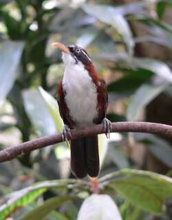 栗背钩嘴鹛 / Chestnut-backed Scimitar Babbler / Pomatorhinus montanus