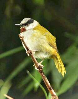 灰顶莺 / Grey-capped Warbler / Eminia lepida