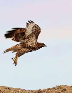 红尾鵟 / Red-tailed Hawk / Buteo jamaicensis