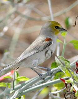 黄头金雀 / Verdin / Auriparus flaviceps