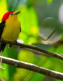 线尾娇鹟 / Wire-tailed Manakin / Pipra filicauda