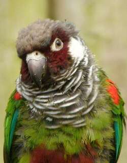 灰胸鹦哥 / Grey-breasted Parakeet / Pyrrhura griseipectus