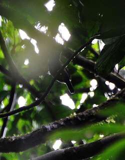 灰蚁鸟 / Grey Antbird / Cercomacra cinerascens