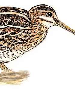 扇尾沙锥 / Common Snipe / Gallinago gallinago